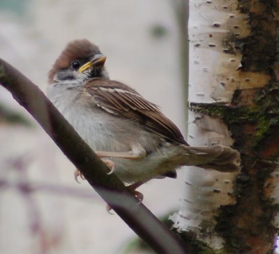 Œuvre de insousiant: moineaux