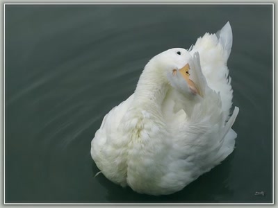 Résultat de recherche: Canard 23210 4