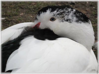 Résultat de recherche: Canard 23210 3