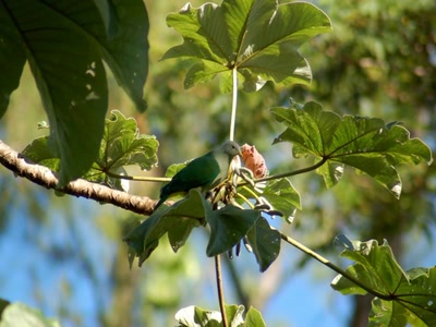 Résultat de recherche: Pigeon vert