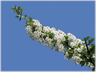 Résultat de recherche: Branche