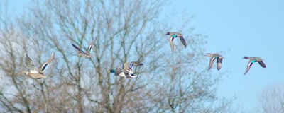 Œuvre de insousiant: sarcelles