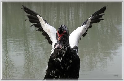 Résultat de recherche: Canard 23210 2