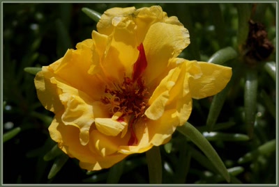 Œuvre de danque: Pourpier.