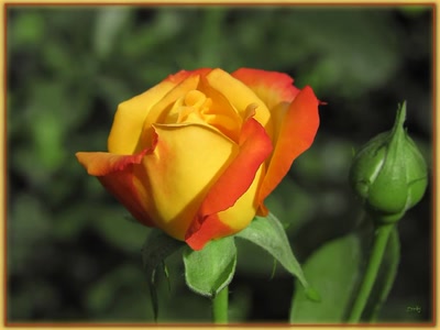 Résultat de recherche: Rose 7909