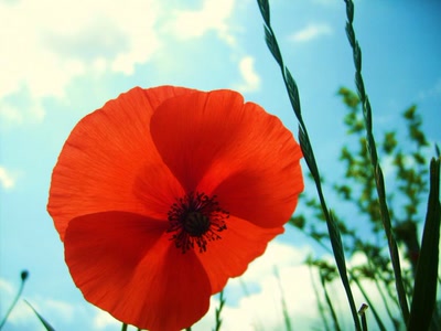 Résultat de recherche: joli coquelicot