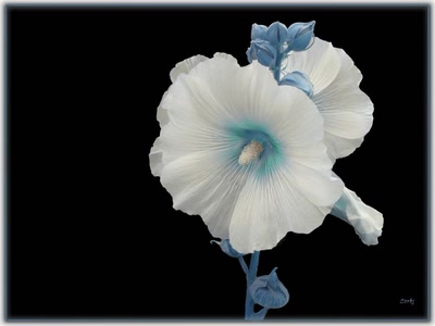 Résultat de recherche: Hibiscus 2009