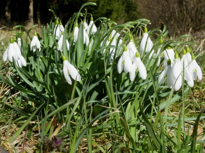 Œuvre de Mephistopheles: Le printemps arrive