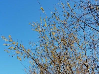 Œuvre de Mephistopheles: 1000 petites grappes d'or