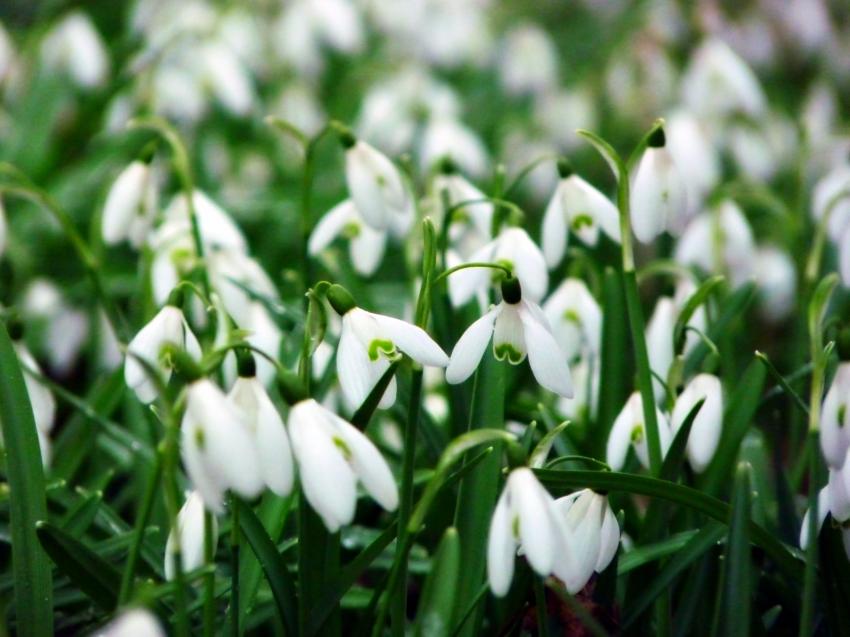 Un brin de fraîcheur