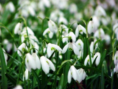 Œuvre de Yoyo: Un brin de fraîcheur