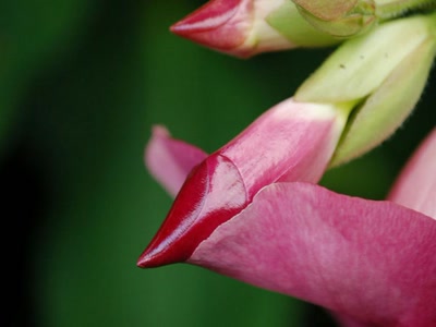 Œuvre de toe: rouge a lèvres ??