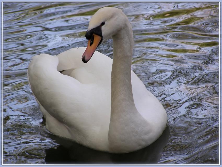 Cygne