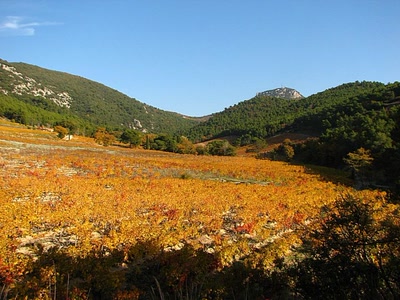 Vignoble au pied des dentelles de Montmirail