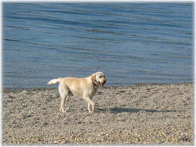 Résultat de recherche: Chien 2