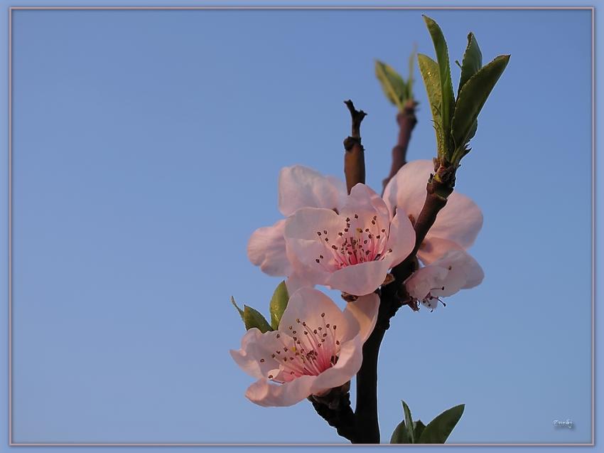 Fleurs de pêcher 80409