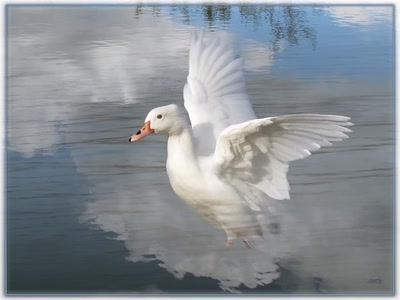 Résultat de recherche: Canard 2009 7