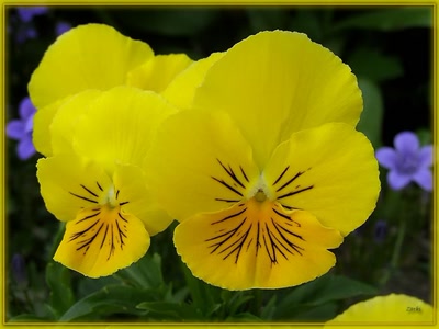 Œuvre de Zvrki: Pensée 2009