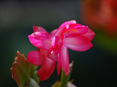 Résultat de recherche: Pince de crabe