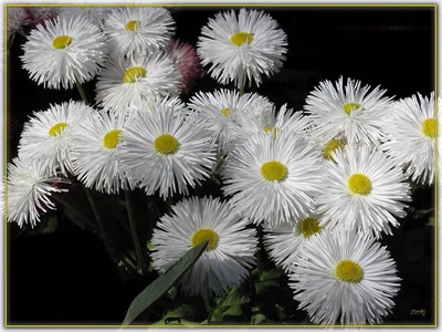 Résultat de recherche: Pâquerettes