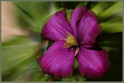 Œuvre de danque: Clématite