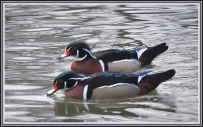 Résultat de recherche: Canards carolins