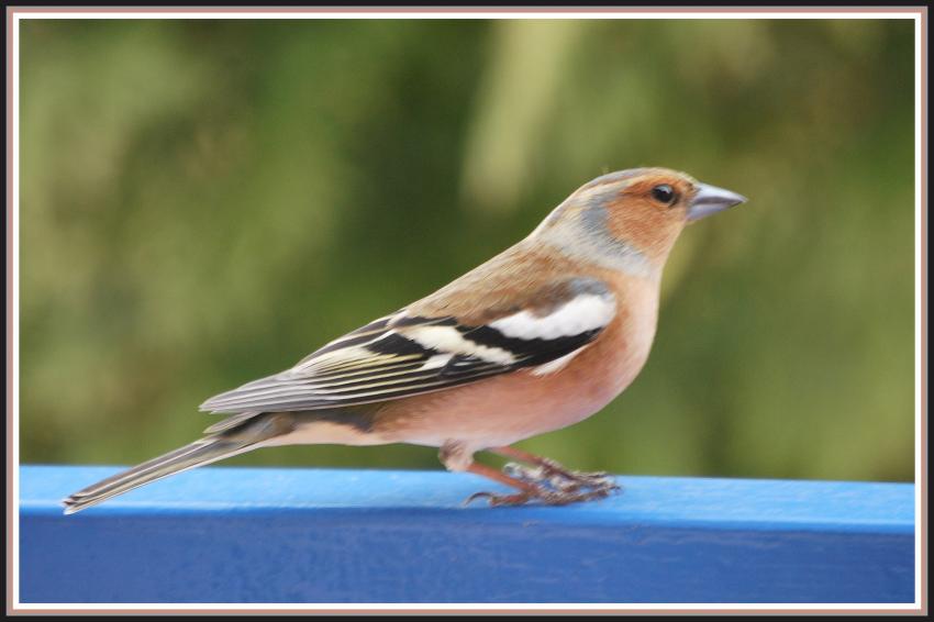 Pinson sur mon balcon