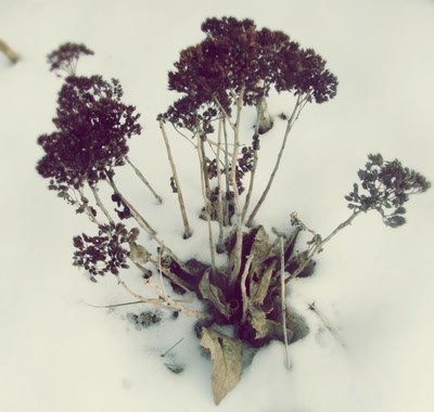 Œuvre de Trash-murder-doll: Neige