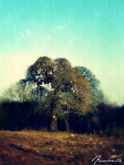 Œuvre de Trash-murder-doll: Sophora