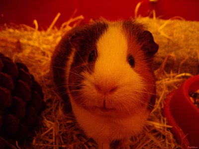 Œuvre de PurpleStorm: Poupou le Cochon d'inde