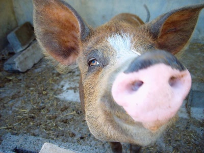 Œuvre de PurpleStorm: Cochon