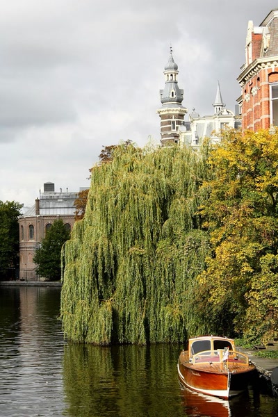 Résultat de recherche: Amsterdam (91) Beau saule-pleureur