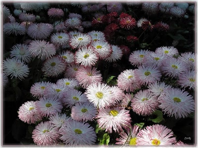 Résultat de recherche: Pâquerettes 3.