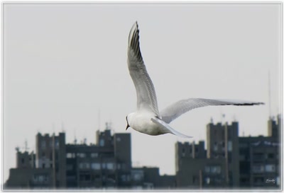 Mouette 200310 