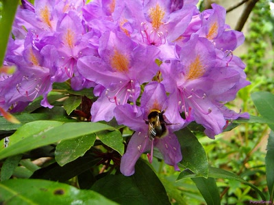 Œuvre de PurpleStorm: Fleur mauve et bourdon