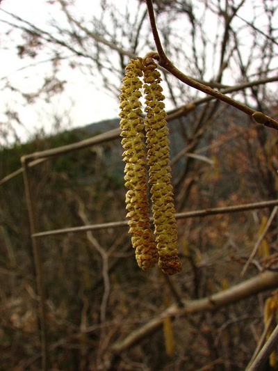 Résultat de recherche: Chatons de noisetiers 