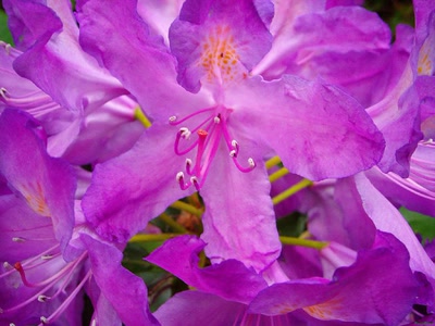 Œuvre de PurpleStorm: Fleur mauve