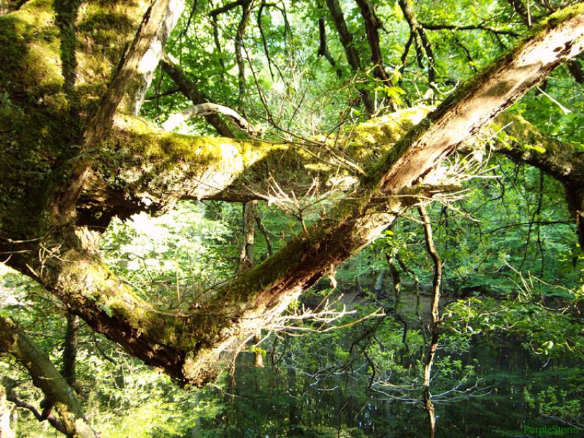 Fond d'écran Nature