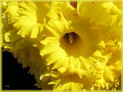 Résultat de recherche: Narcisse 25310