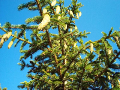 Résultat de recherche: Fond d'écran Nature