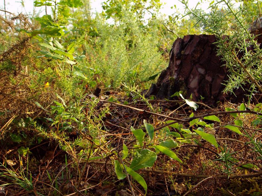 Fond d'écran Nature 