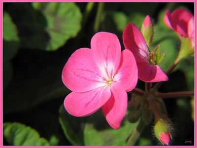 Résultat de recherche: Fleur 26310