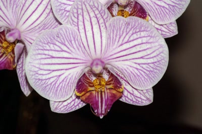 Orchidée