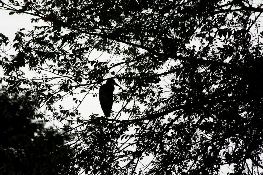 Amsterdam (104) Le héron du parc... (1)