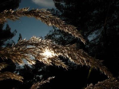 Lumiére d'Automne tamisée 