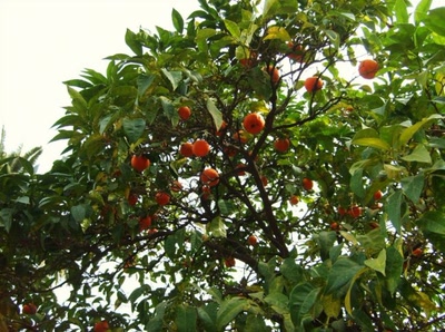 Résultat de recherche: bel oranger