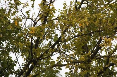 Résultat de recherche: Amsterdam (103) Perroquets du parc...