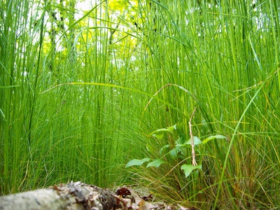 Œuvre de PurpleStorm: Herbes