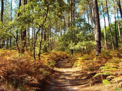 Résultat de recherche: Fond d'écran Nature