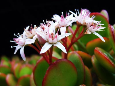 Résultat de recherche: jolies fleurs